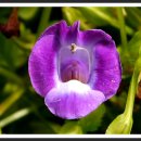 허브아일랜드식물원 이미지