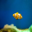 바다로가자 이미지