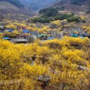 산수유집