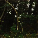 이기대 반딧불이 상 이미지