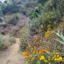 06-15-2024 Millard Canyon Falls & Mt. Echo via Sunset RidgeTrail 이미지