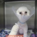 의정부24시IU동물병원 이미지