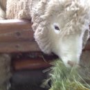 항구목장 이미지