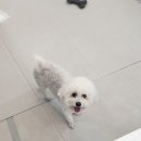 세상 편하개 이미지