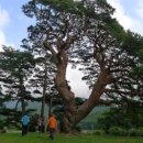 왕소나무길 이미지