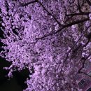 장윤정 | [실시간] 2026 불광천 벚꽃축제 2일차 라인업 실화? 로이킴·다듀·장윤정 직관 후기 (명당 꿀팁)