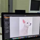 덕두초등학교 | 부산 반려동물 증명사진 맛집 강아지 촬영 창고형 사진관 M2스튜디오 후기