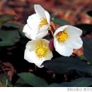 양치기소녀 이미지