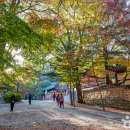 선운사꽃무릇 이미지