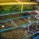 동해활어 이미지