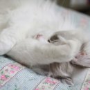 랙돌캐터리올리비아 이미지