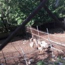 대성사슴농장 이미지