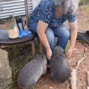 Wombat 이미지