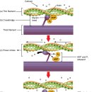 스포츠지도사 2급 - 운동생리학 이미지