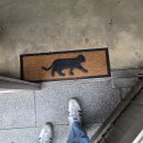 양말코히 이미지