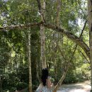 아프리카게스트하우스 | 루앙프라방 꽝시폭포 가는법 총정리/꿀팁/무궁화게스트하우스 조인밴 당일예약 후기