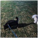 메가펫 애견호텔 이미지