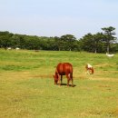 제주도가볼만한곳 영주10경의 마방목지 이미지