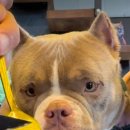 화를품은닭 이미지