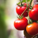 토마토 이미지