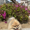 댕구르르 이미지