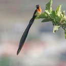 【천인조 天人鳥】Vidua macroura [ 天人鳥 , Pin-tailed Whydah ] 이미지