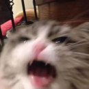 롯데시장세탁소 | 오빠랑 먹은 것들 (류진라멘 솔직 후기)