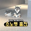 [강원 애견동반] 소노펫 비발디파크 홍천 2박 후기/ 알아두면 좋을 것들