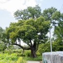 영천 약남리 회화나무 이미지