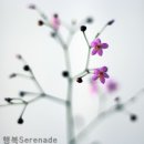 꽁이네 이미지