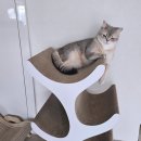 두잇 | ✨ 우리 봄이의 찐 애정템! 두잇 키티트리 솔직 후기 (feat. 내돈내산) ✨