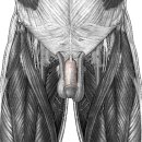 dorsal penile arteries, veins, and nerves(음경등동 - 정맥,신경) 이미지