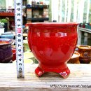 신비너스 이미지