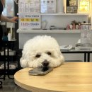 도도한댕댕 이미지