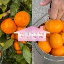 선은농장 | 제주 서귀포 귤농장 귤따기 체험 제주농원 901 890 솔직후기