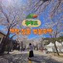 대소원면다목적회관(2층) | 충북 제천 가볼만한곳 2026 청풍호 벚꽃축제 방문 실시간 개화 현황과 주차