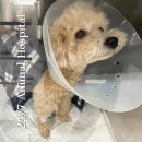 도봉-도봉-서울도봉-2530 | 강아지 고양이들을 위한 도봉구 24시동물병원