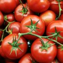 토마토온누리약국 이미지