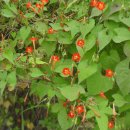 Glory Star 이미지