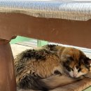 냥글냥글 | 그리스 크레타 신혼여행 :: 엘라포니시 비치(Elafonissi Beach) 핑크 비치 후기