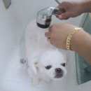 러블리펫텔 이미지