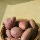 고구마 이미지