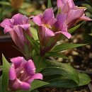 용담농장 이미지