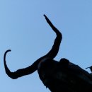 돈키호테-무식한 소 이미지