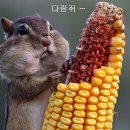 오소리순대 이미지