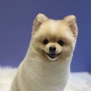 퍼피글랫 이미지