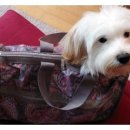 삐삐 펫살롱 이미지