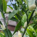 에그리나 이미지