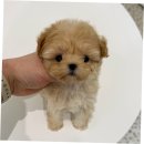 푸들사랑 | 혜화강아지분양, 사랑스러운 초코푸들 입양 후기