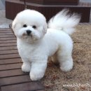 비숑이즈 이미지